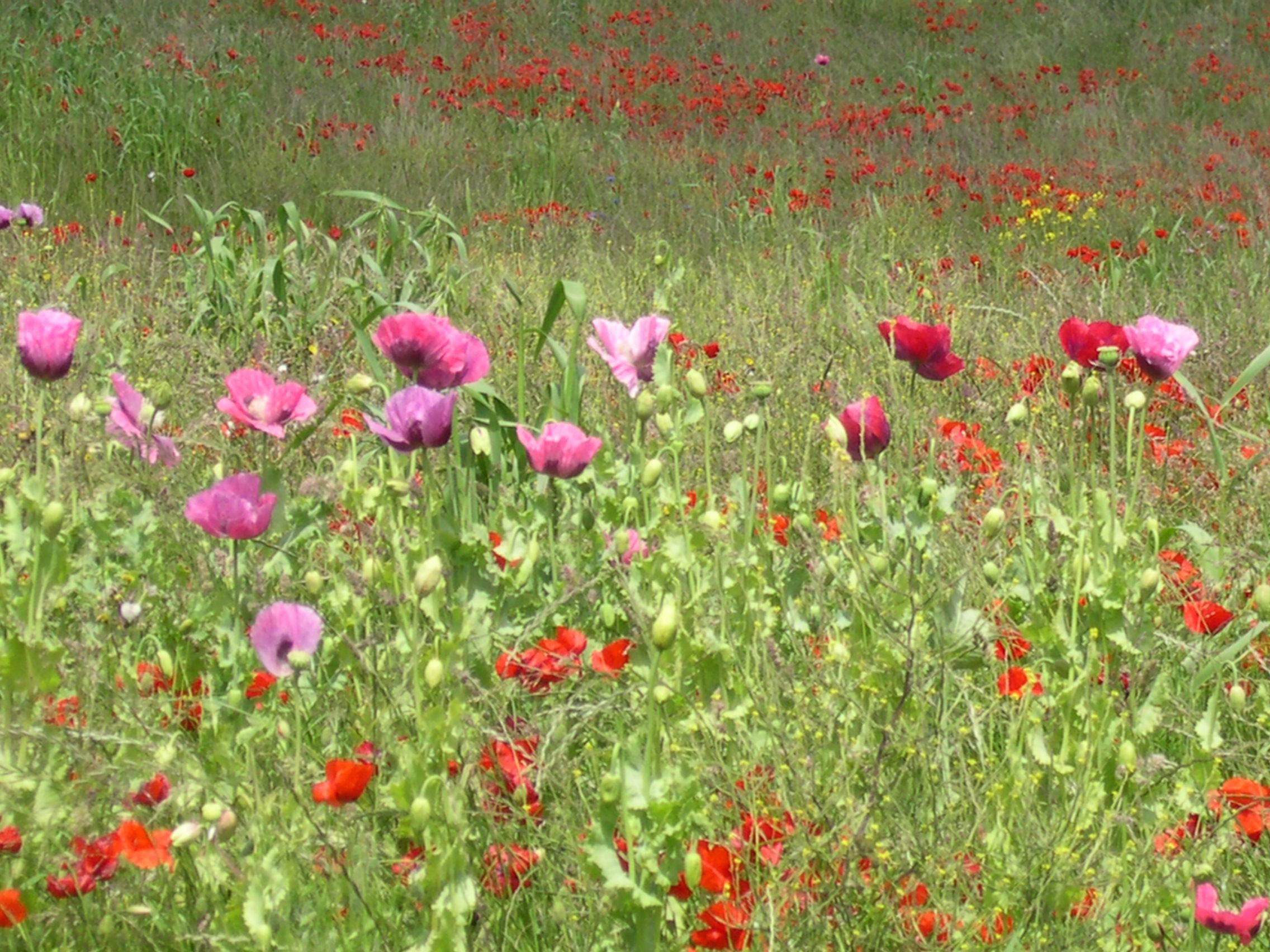 pink-poppies
