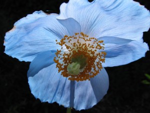 poppies-blue