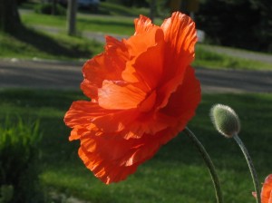 poppy
