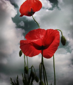 poppy-red
