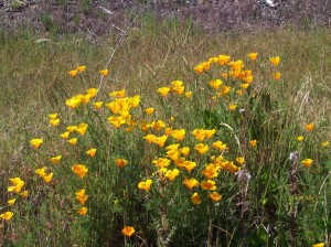 poppy-yellow1