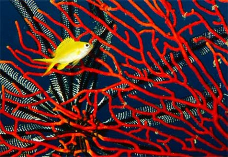 red-coral-laman-972671-ga