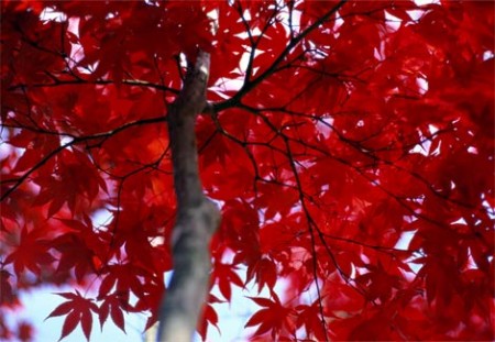 red-leaves-petteway-112709-ga