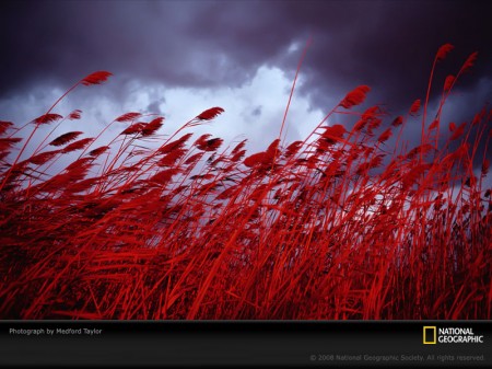 red-oats-taylor-394720-sw