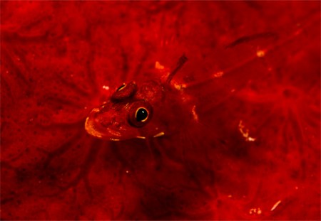 red-sponge-laman-977810-ga