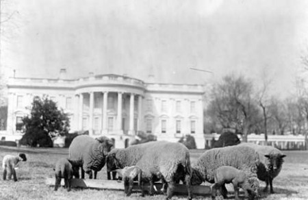 white-house-sheep