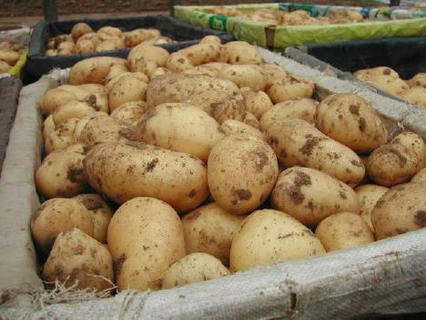 08-potatoes
