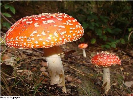 09-mushrooms