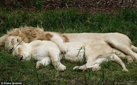 lion-lioness-spooning