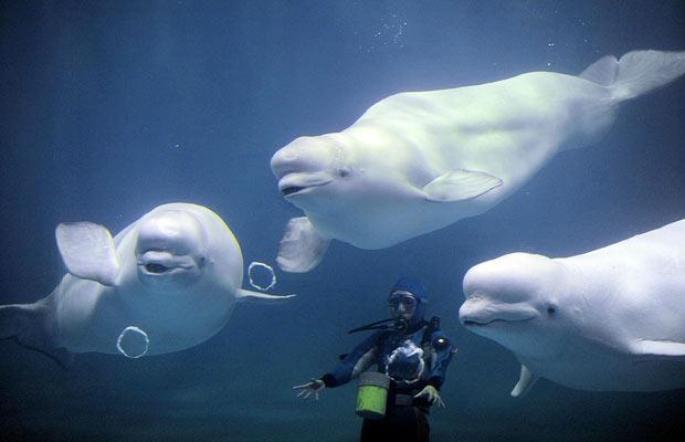 three-beluga-whales