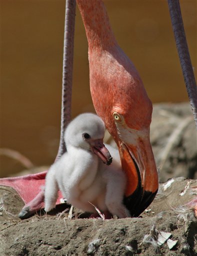 flamingo
