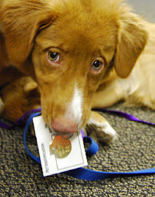 Dog_with_Dog_Tag_License