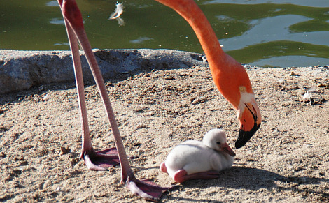 flamingo 1 flamingo 1