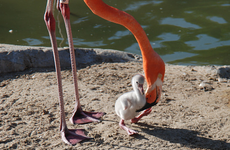 flamingo 2 flamingo 2