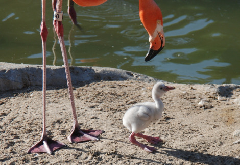 flamingo 3 flamingo 3