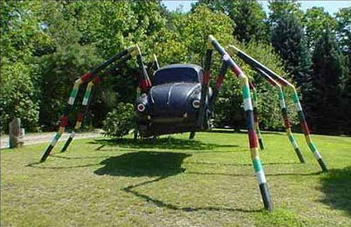 sppider beetle sppider beetle