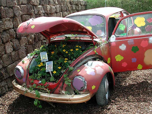 garden beetle garden beetle