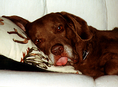 dog