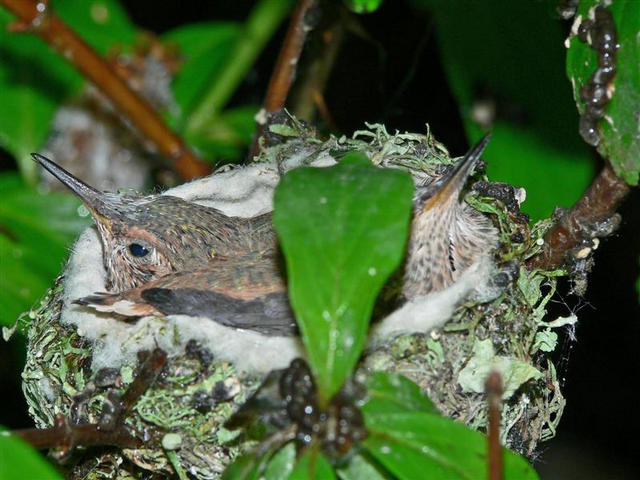 inca putin inca putin