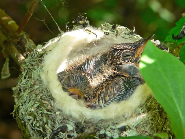 mai au putin mai au putin