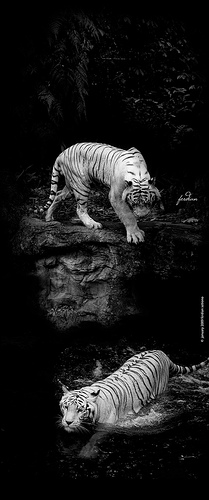 white bengal tiger 1