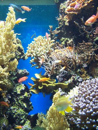 beautiful-corals