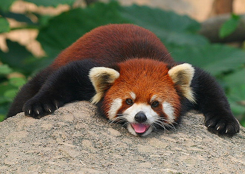 red-panda3 red-panda3