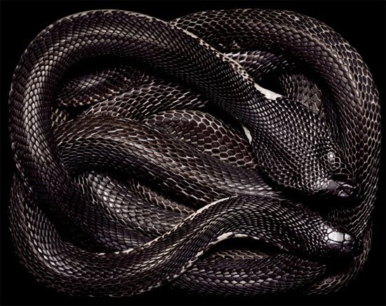 black-cobra black-cobra