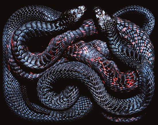black-snake black-snake