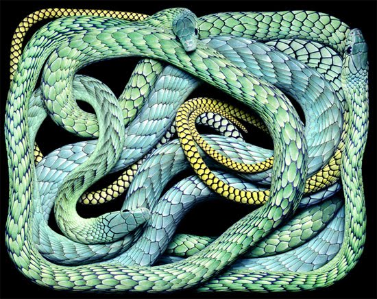 blue-snake blue-snake