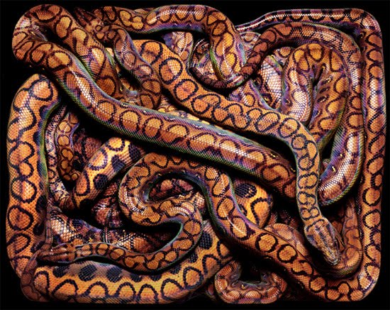 brown-snake brown-snake