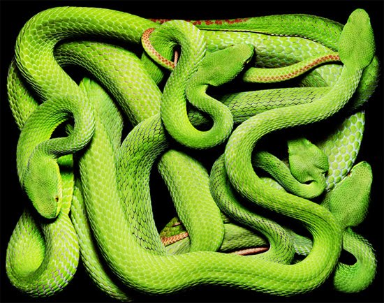 green-cobra green-cobra