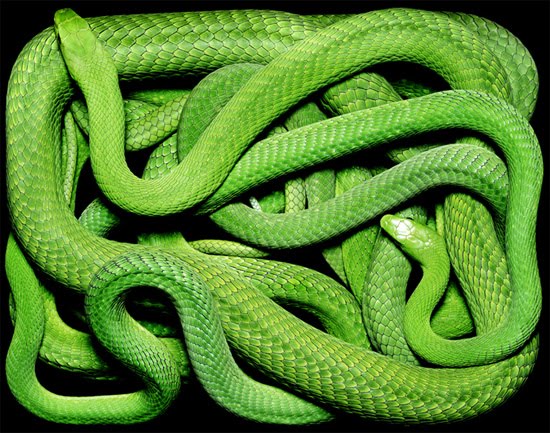 green-snake green-snake