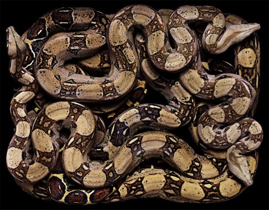 python python