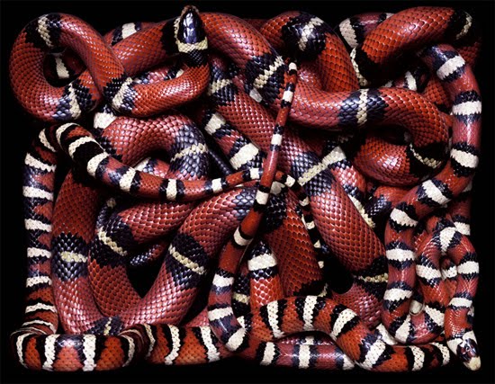 red-and-black-snake red-and-black-snake