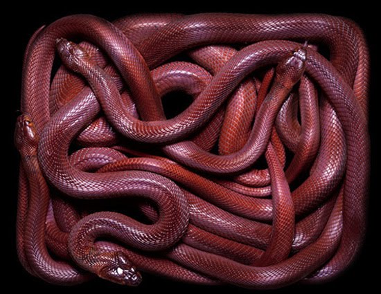 red-snake red-snake