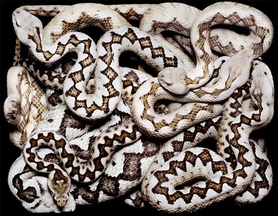 white-and-black-snake white-and-black-snake
