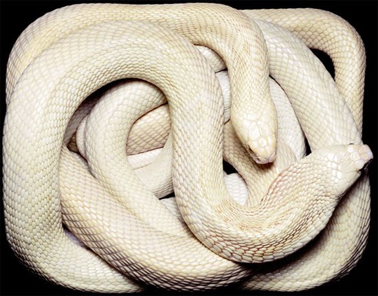 white-cobra white-cobra
