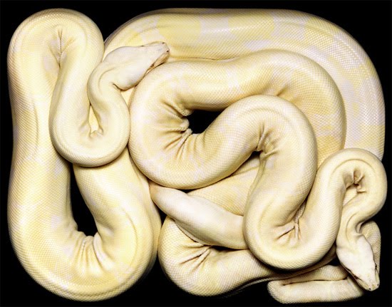 white-phyton white-phyton