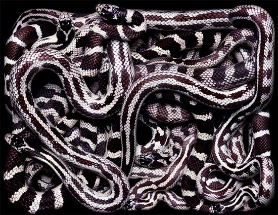 white-tiny-snake white-tiny-snake