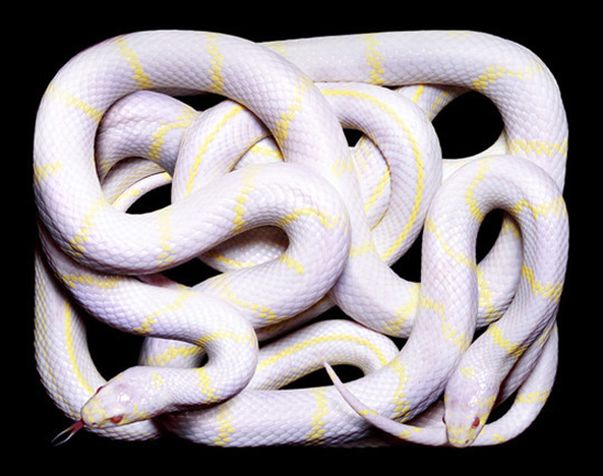 white-yellow-snake white-yellow-snake
