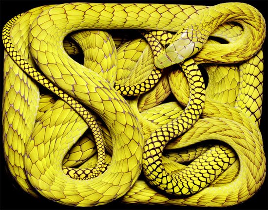 yellow-snake yellow-snake