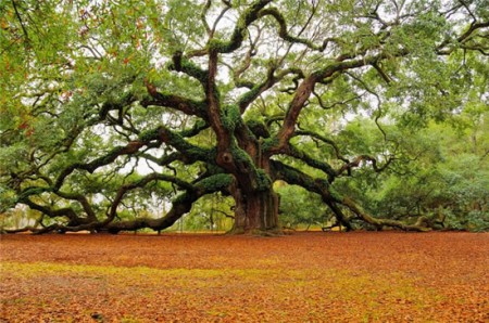 angel-oak