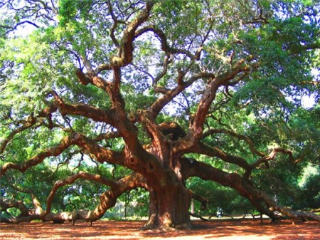 angel-oak3