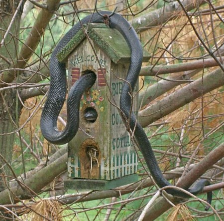bird nest