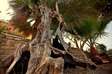 This is a huge dead tree trunk near the entrance of the Phaistos Palace Museum