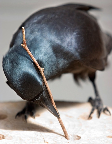 feathered apes