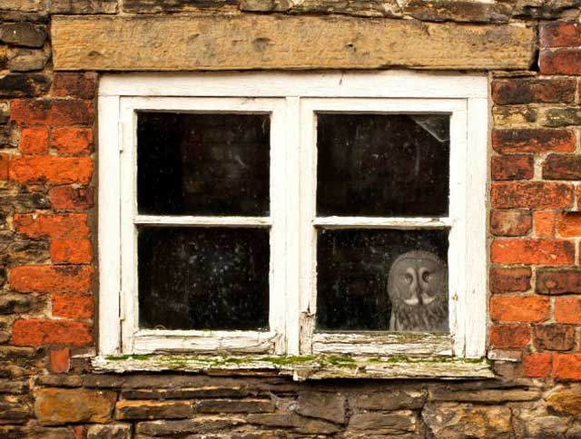 Agoraphobic owl