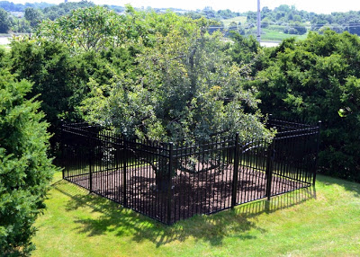 endicottpeartree