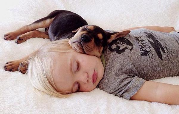 toddler-naps-with-puppy-theo-and-beau-13
